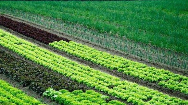 农业项目申报，这些材料清单你准备好了吗？**