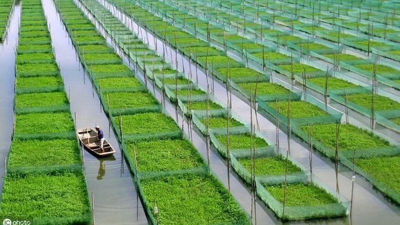 云南特色农业种植技术：因地制宜，绿色高效**