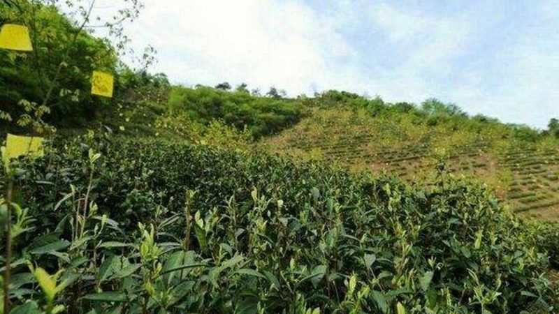 设施农业灌溉系统：使用中的五大关键注意事项