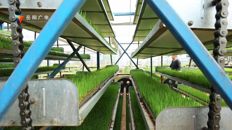 生鲜配送供应链管理实施方案：构建高效冷链物流体系