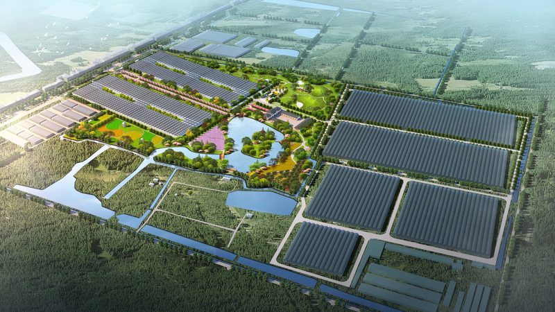 合作社如何助力农户搭建销售渠道**