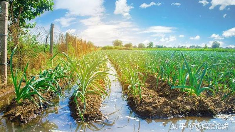 农场亲子露营活动流程：一场寓教于乐的绿色之旅